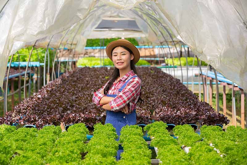 Gaji Magang Kerja Petani di Jepang, Bagaimana Syaratnya? Simak Penjelasannya