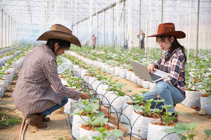 Program Tokutei Ginou Pertanian di Jepang, Simak Penjelasannya